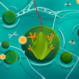 الضفدع الصياد